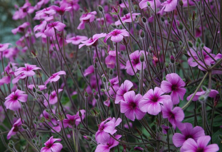 madeira_kurereha_Geranium_maderense