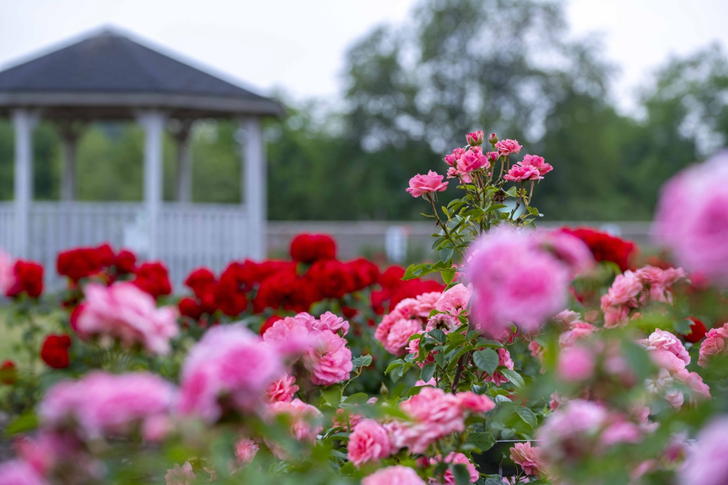 Tallinn Botanic Garden