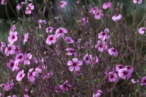 madeira_kurereha_Geranium_maderense