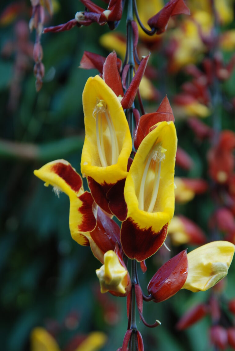 india_thunbergia_Thunbergia_mysorensis Tallinna Botaanikaaed