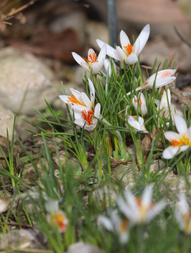 Fleischeri krookus (Crocus fleischeri)