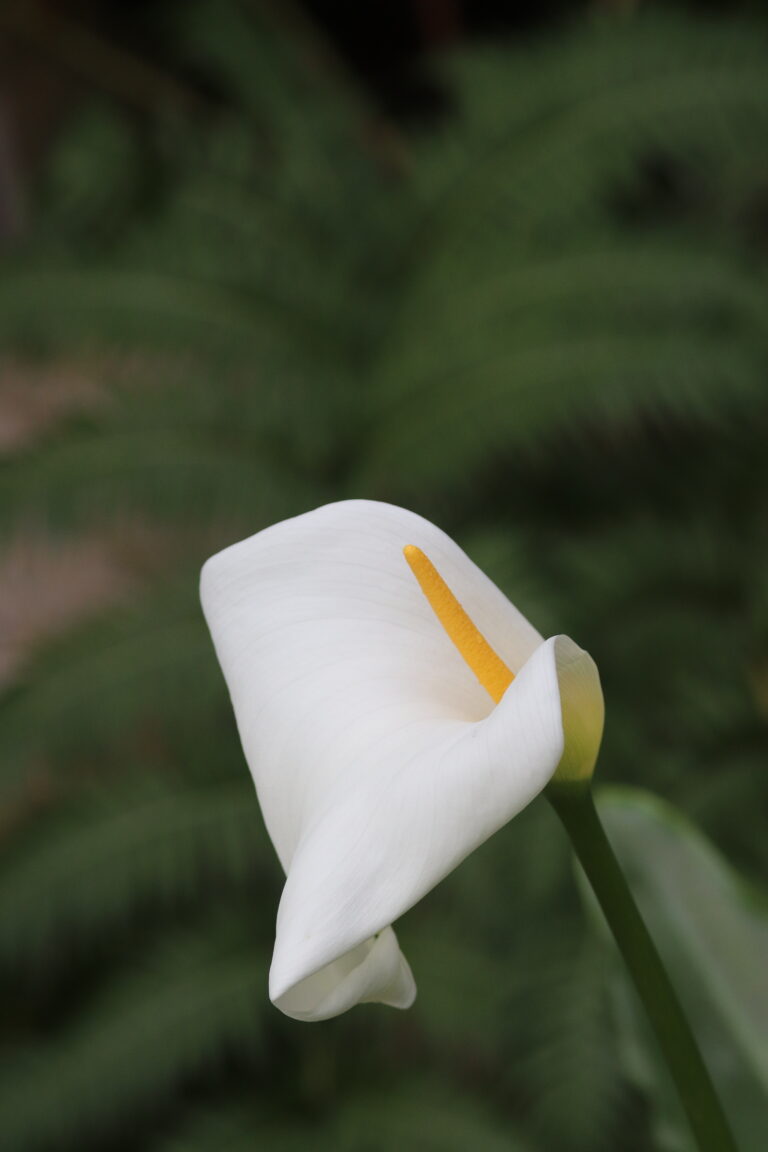 Harilik kalla (Zanthedeschia aethiopica)