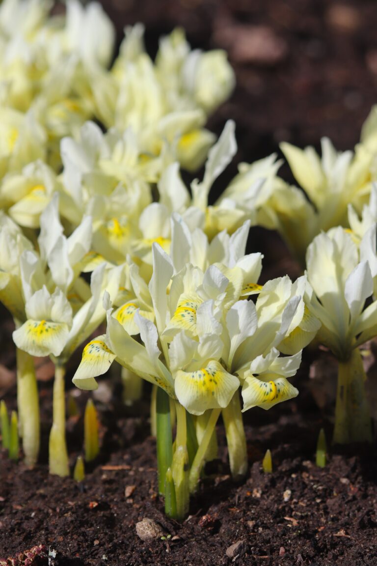 Harilik võrkiiris (Iris reticulata) 'Katharina Gold'