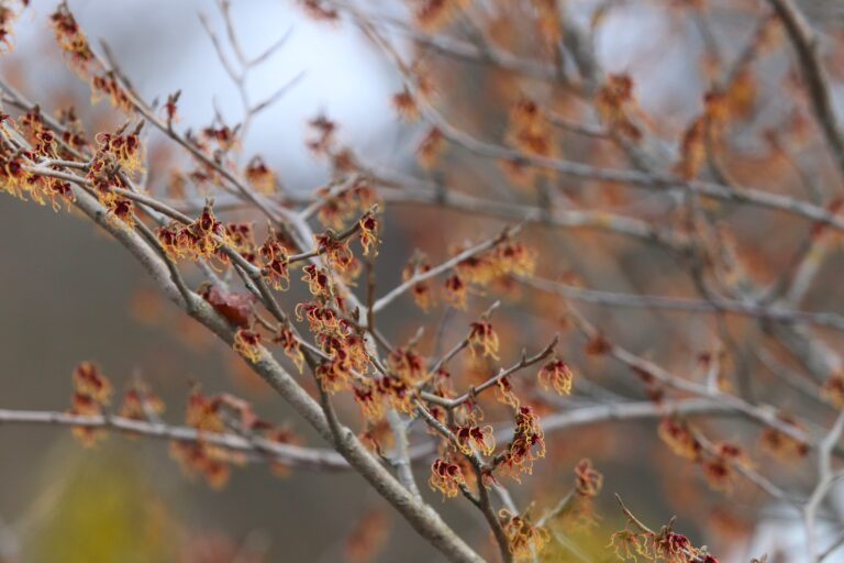 Jaapani nõiapuu teisend (Hamamelis japonica var.flavo-purpurascens)