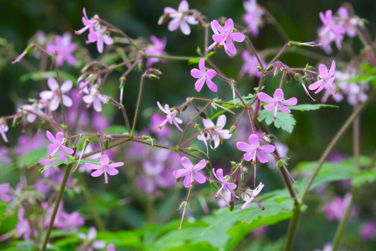 Kanaari kurereha (Geranium reuteri)