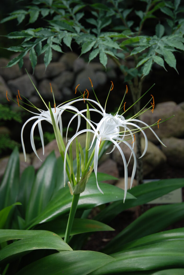 kaunis_ämbliklill_Hymenocallis_speciosa