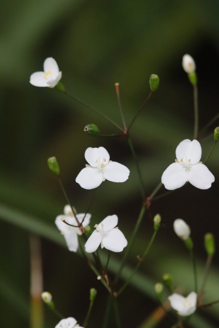 viker-murumõõk_Libertia_ixioides