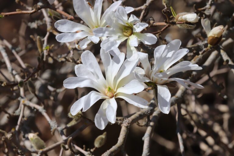 Loebneri magnoolia (Magnolia x loebneri)