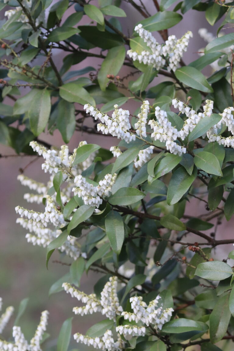 Ameerika õisküüvits (P. floribunda) Tallinna Botaanikaaed