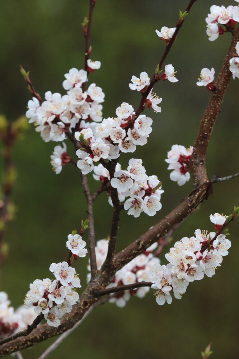 Harilik aprikoosipuu (Prunus americana) 'Dzintars' Tallinna Botaanikaaed