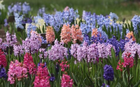 Idahüatsint (Hyacinthus orientalis) Tallinna Botaanikaaias