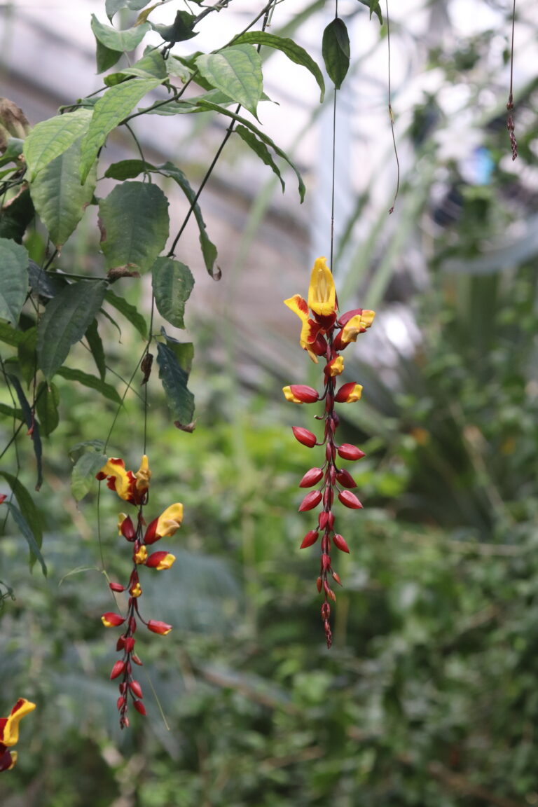 india tunbergia (Thunbergia mysorensis) Tallinna Botaanikaaias