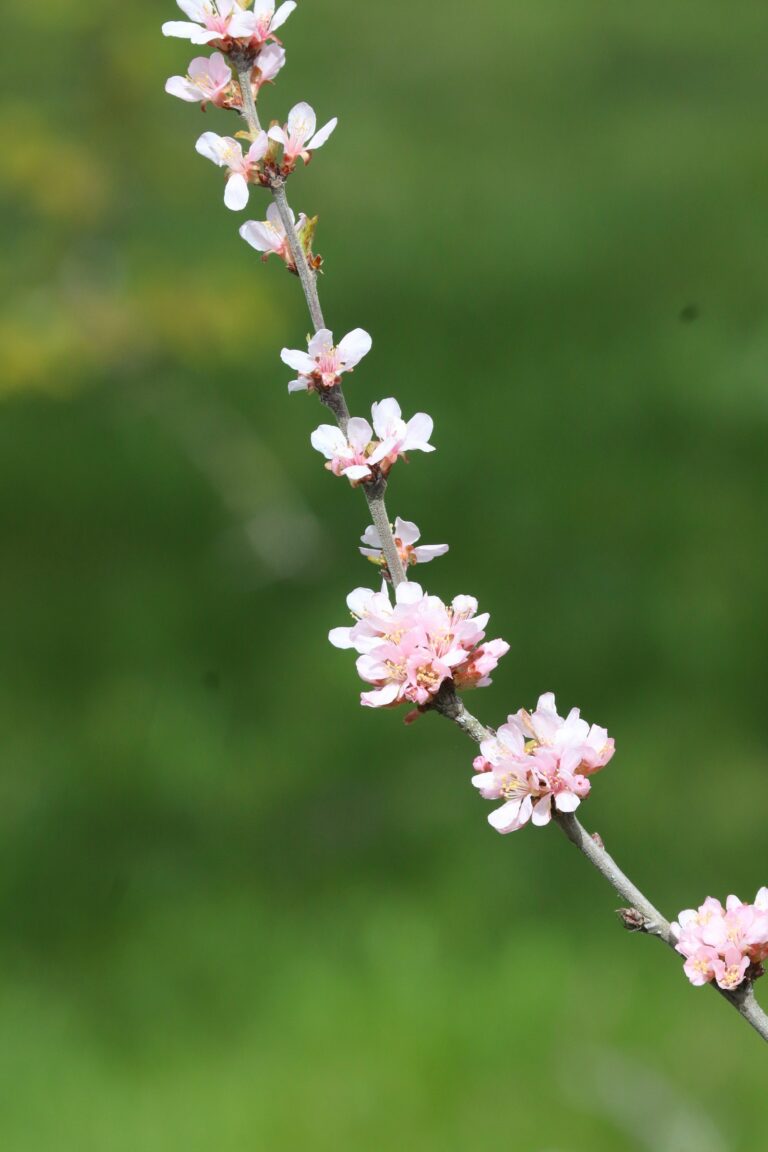 korea kirsipuu (Prunus choreiana) Tallinna Botaanikaaias