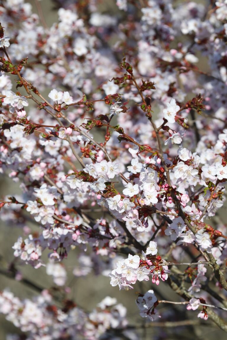 Kuriili kirsipuu (Prunus kurilensis)