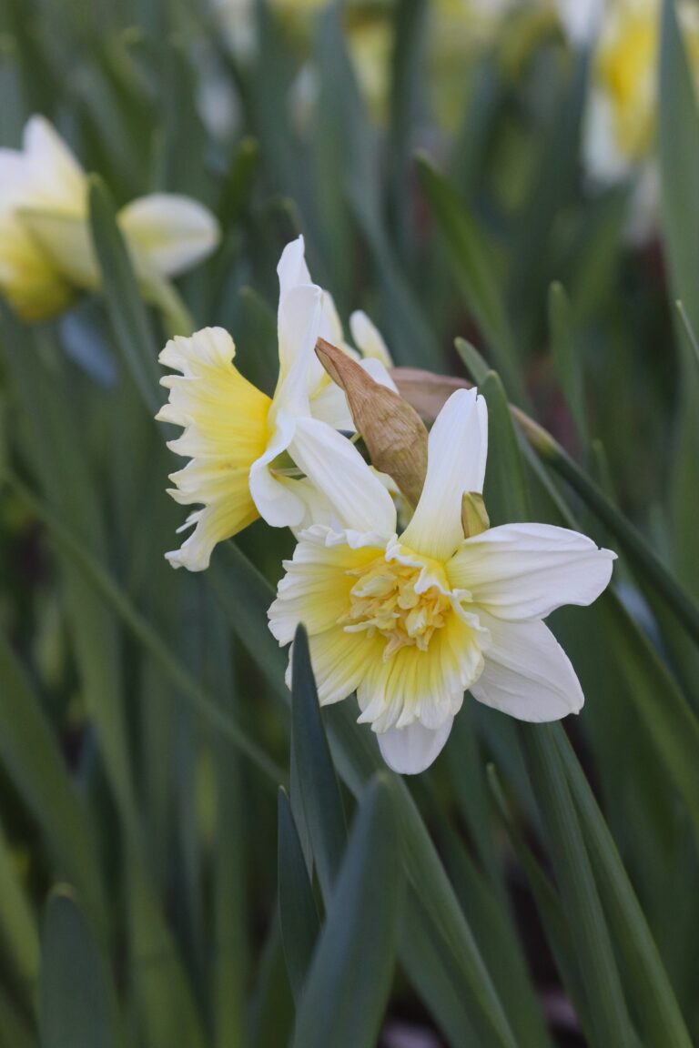 nartsiss (Narcissus) 'Ice_King'