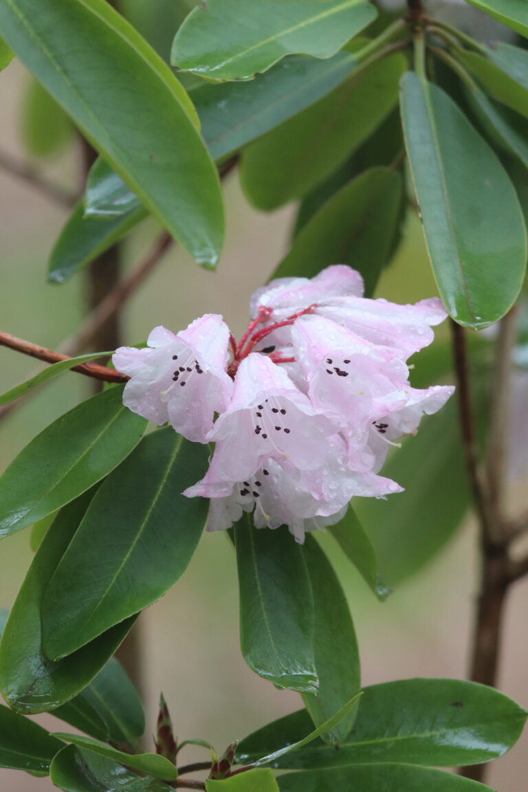 rododendron (Rhododendron purdomii)