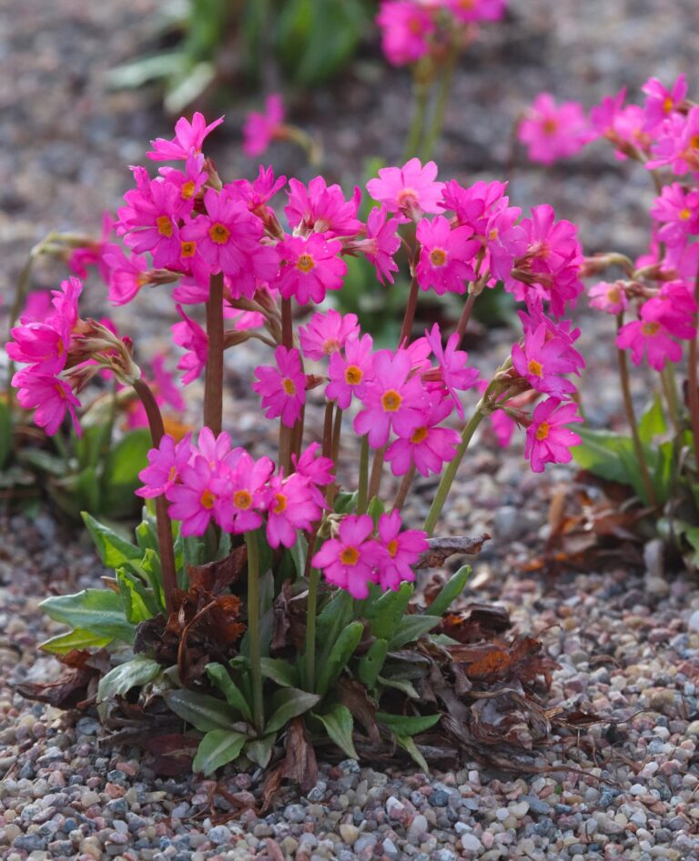 roosa priimula (Primula rosea)