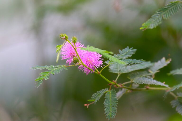 tugev mimoos (Mimosa polycarpa)