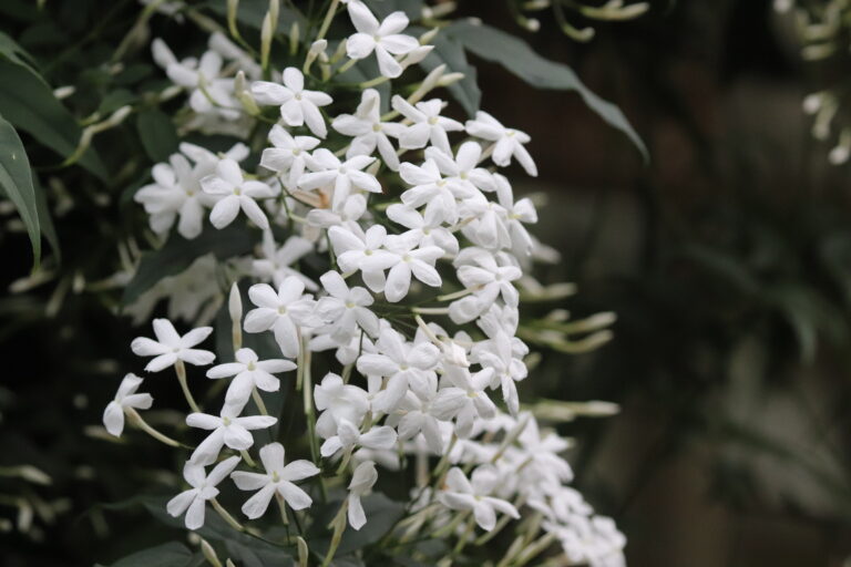 Harilik jasmiin (Jasminum officinale)