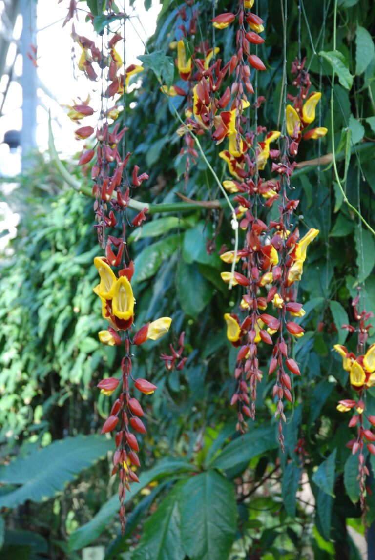 India tunbergia (Thunbergia)