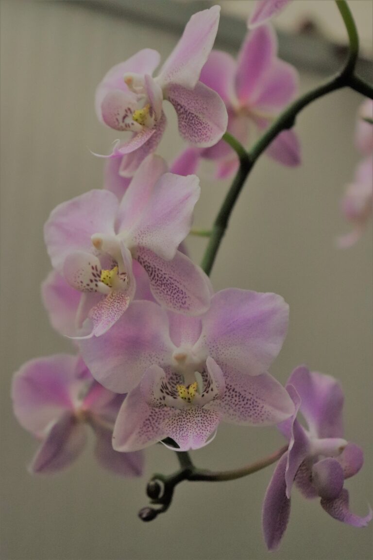 Kuuking (Phalaenopsis)