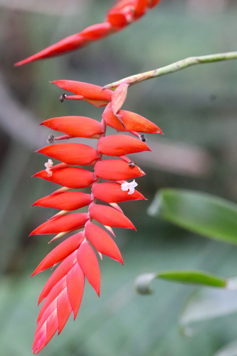 Oranž kuldpunak (Racinaea dyeriana)