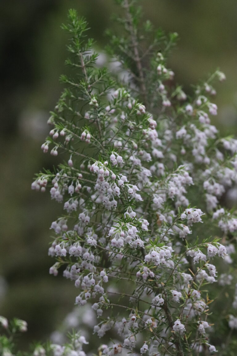 Puis-eerika (Erica arborea)