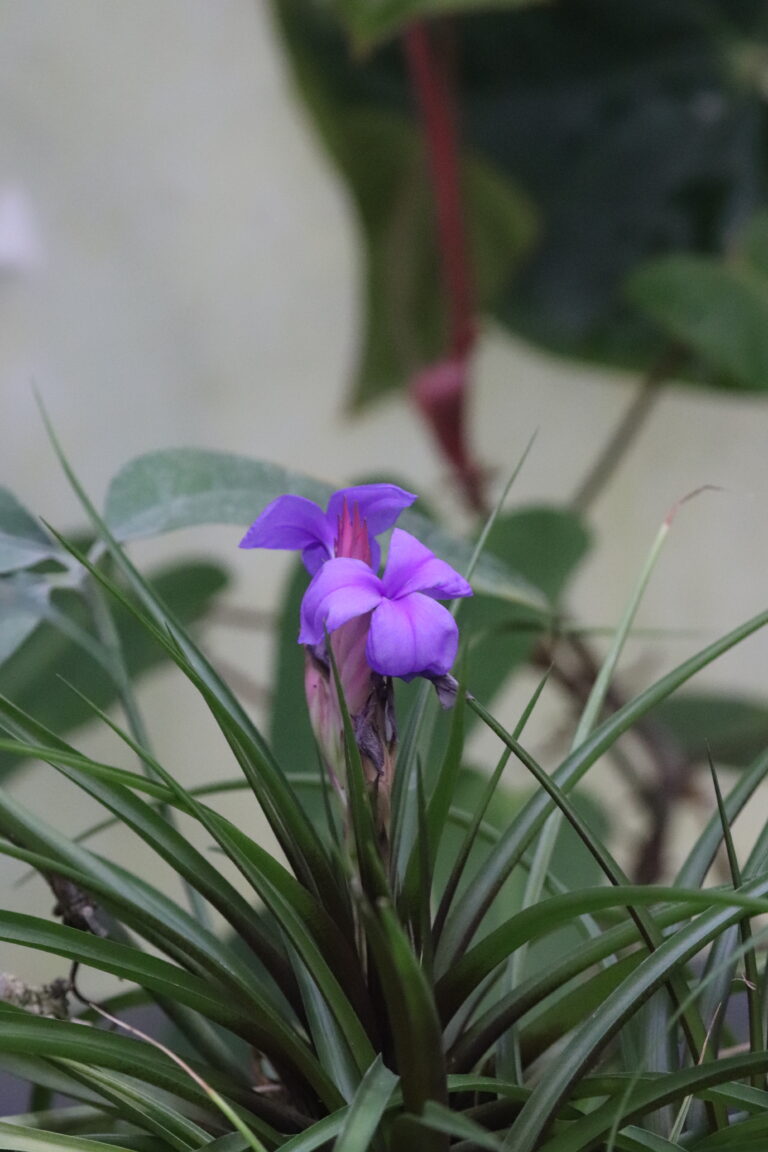 Sinine tillandsia (Tillandsia cyanea)