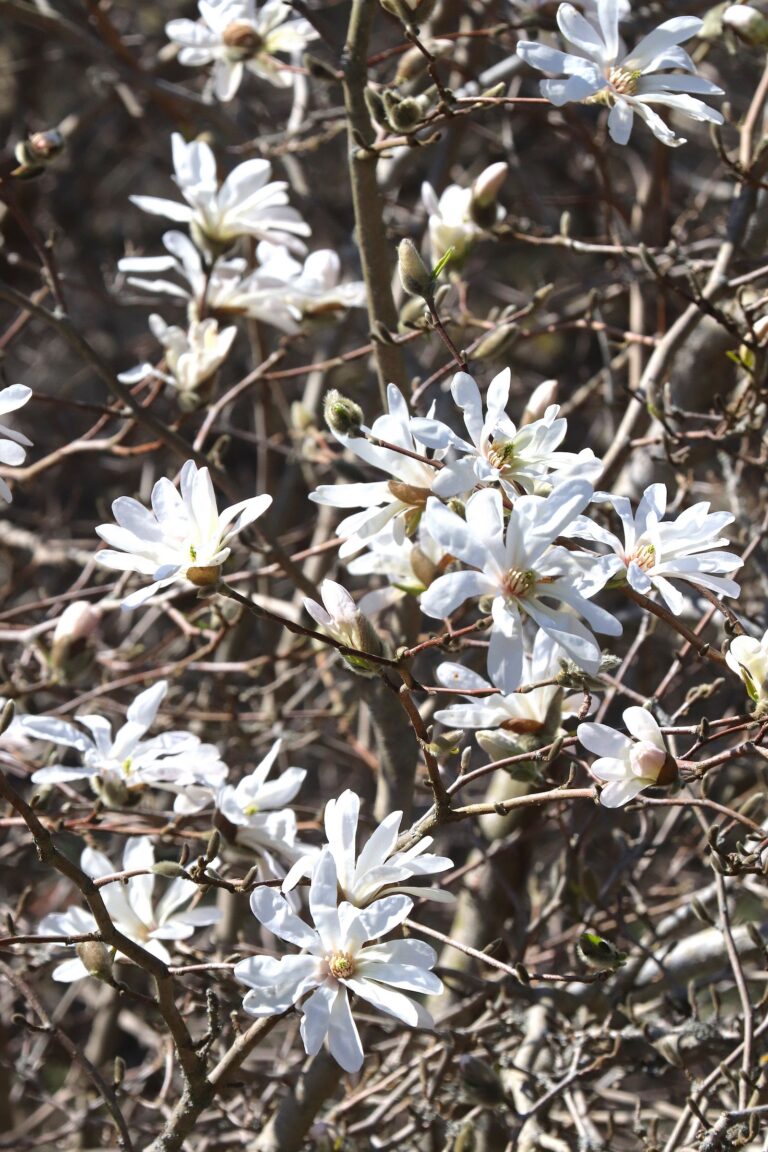 Loebneri magnoolia (Magnolia x leobneri)