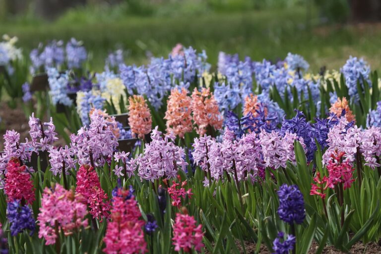 Hüatsint (Hyacinthus)