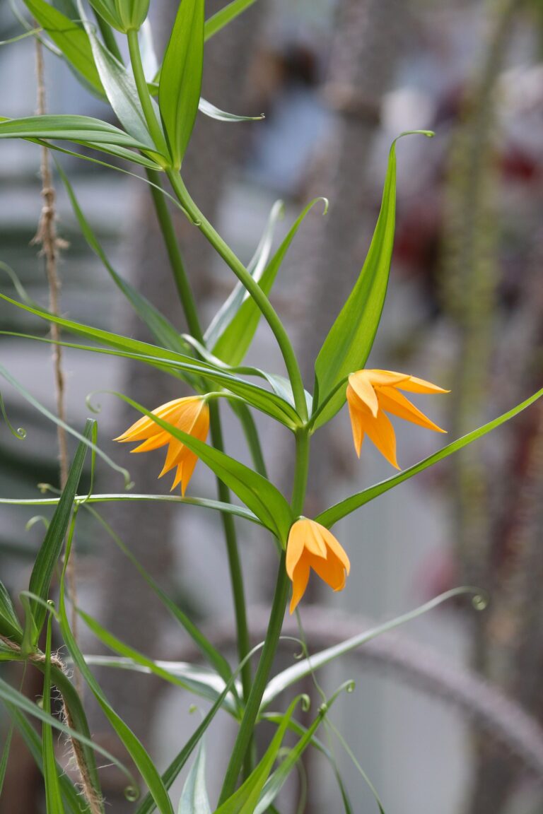 Jõulukell (Sandersonia aurantiaca)