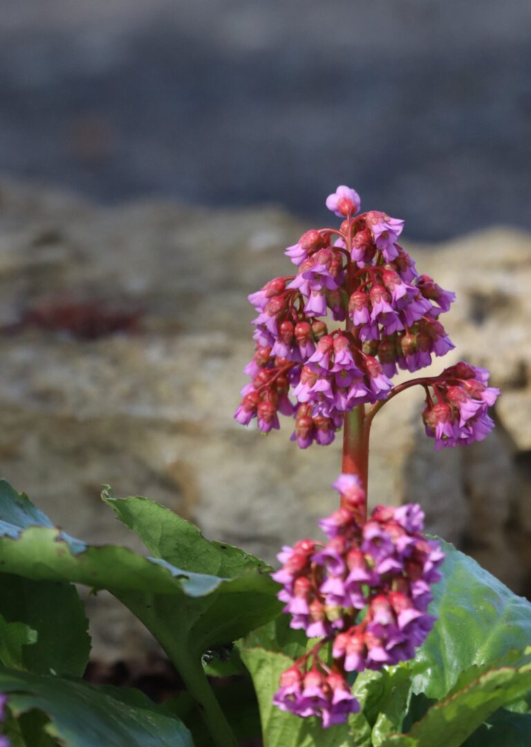 Kahelehine bergeenia (Bergenia crassifolia)