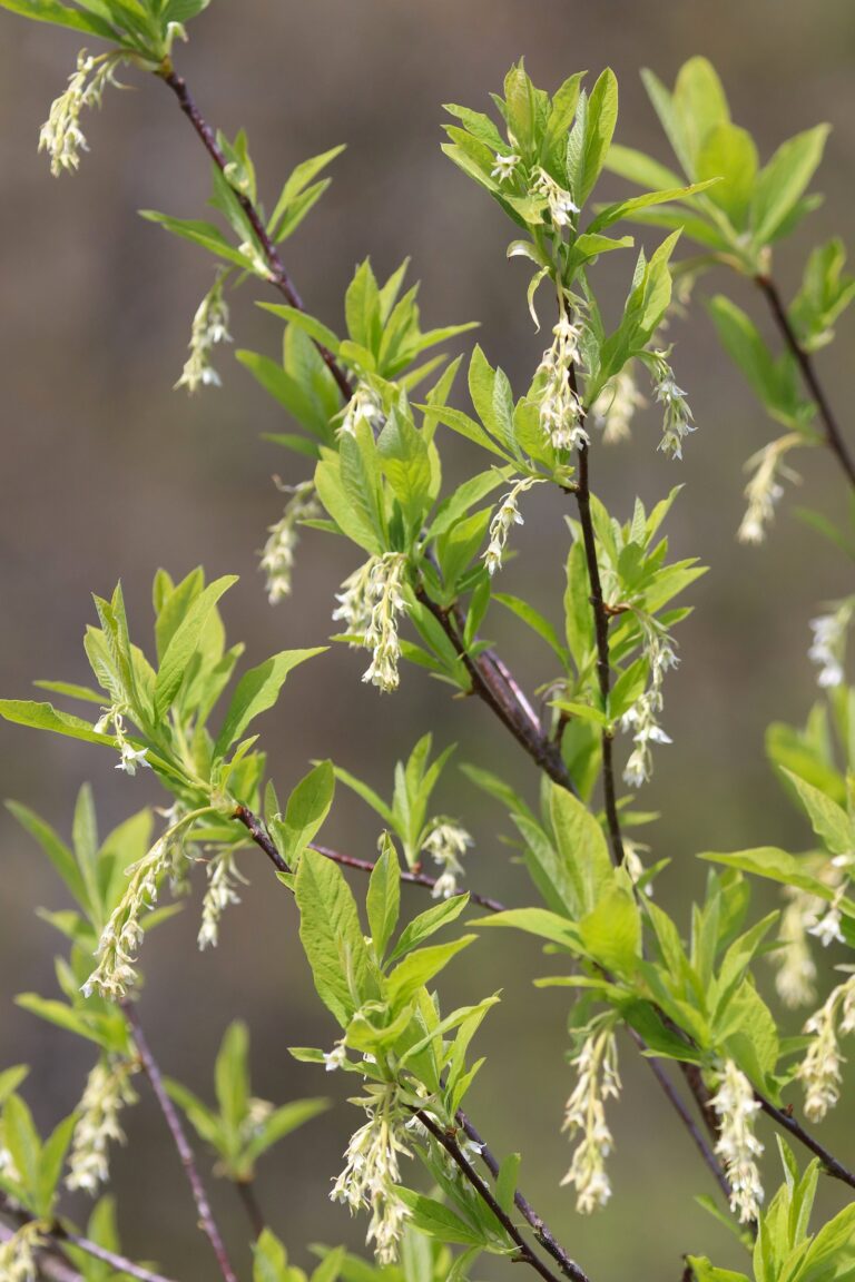 Ömleeria (Oemleria cerasiformis)