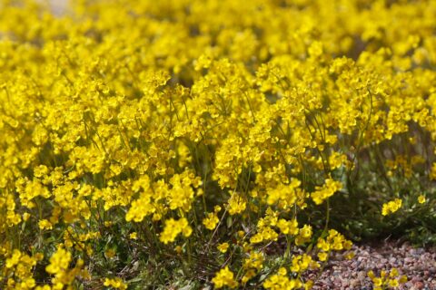 Siberi kevadik (Draba sibirica)