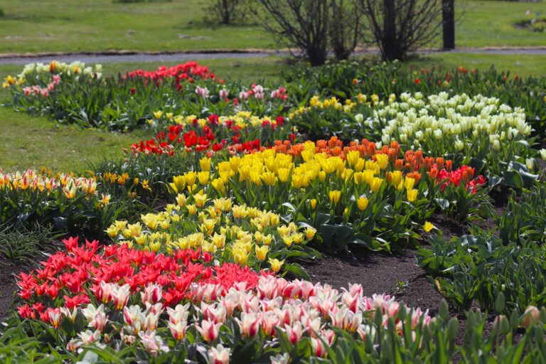 Tulp (Tulipa)