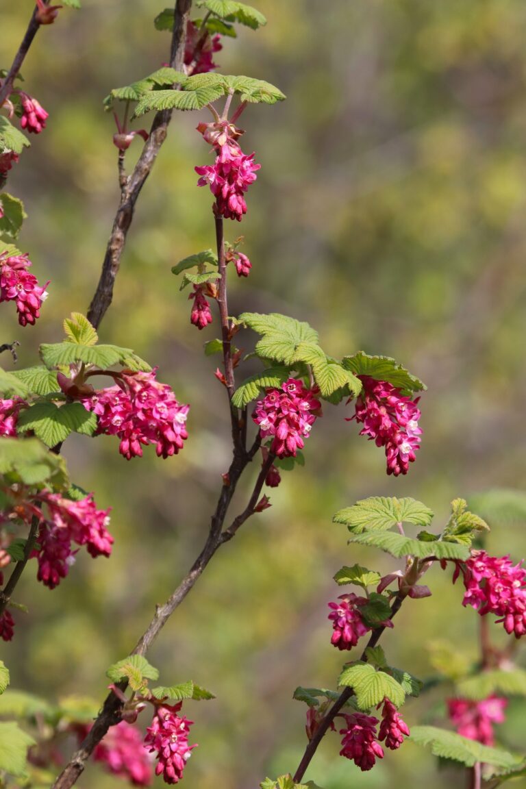 Verev sõstar (Ribes sanguineum)