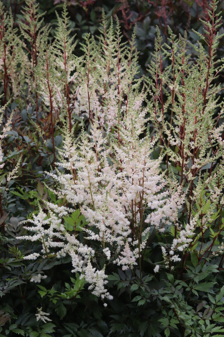 Arendsi astilbe (Astilbe x arendsii) 'Bronzelaub'