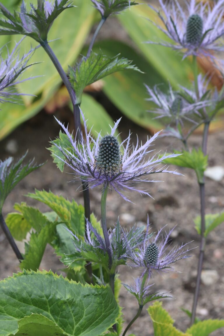 Alpi ogaputk (Eryngium alpinum)