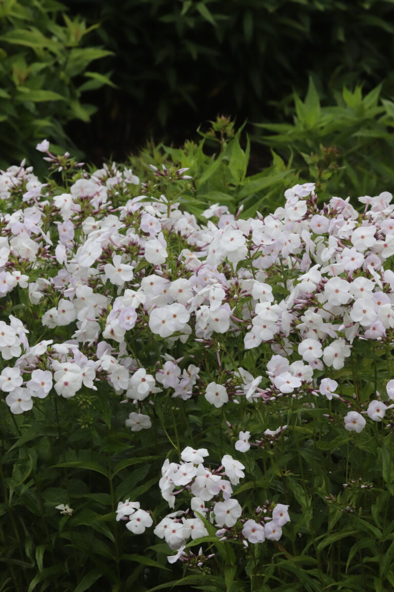 Leeklill (Phlox maculata x glaberrima) 'Minni Pearl'