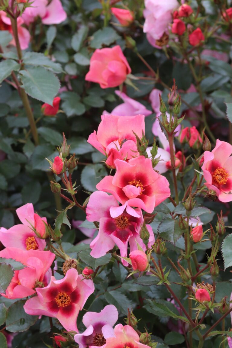 Roos (Rosa) 'For Your Eyes Only'