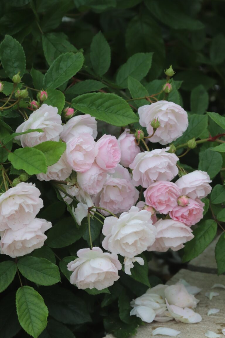 Roos (Rosa) 'Kevad'