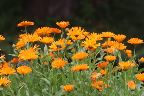 Saialill (Calendula officinalis)