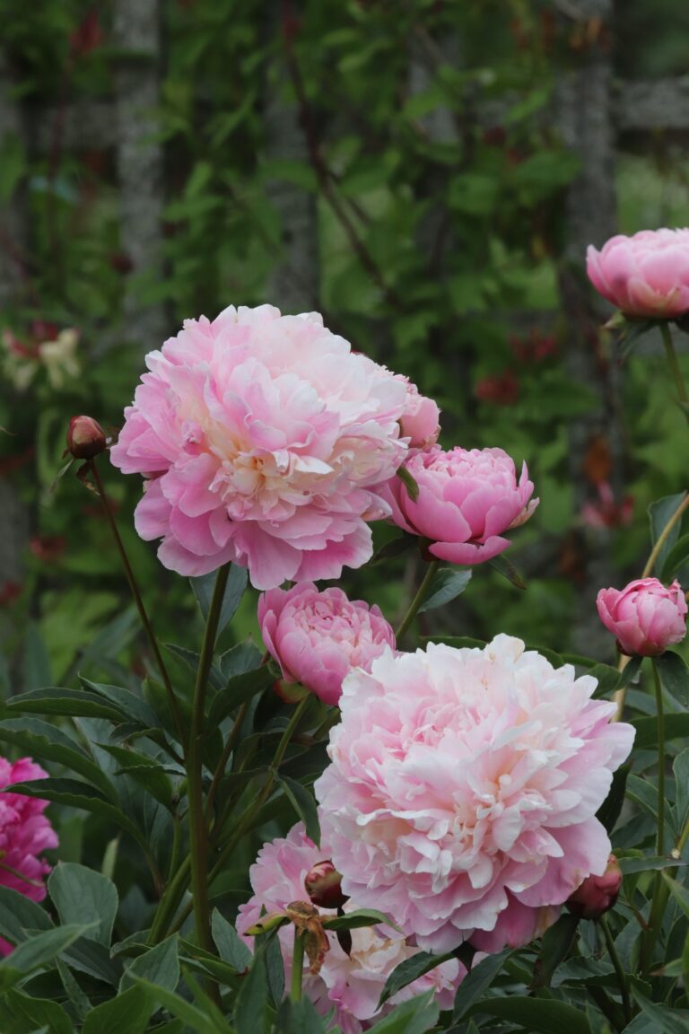 Valgeõieline pojeng (paeonia lactiflora) 'Pink Formal'
