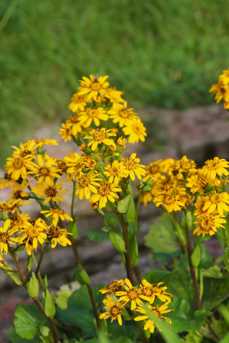 Fischeri kobarpea (Ligularia fischeri)