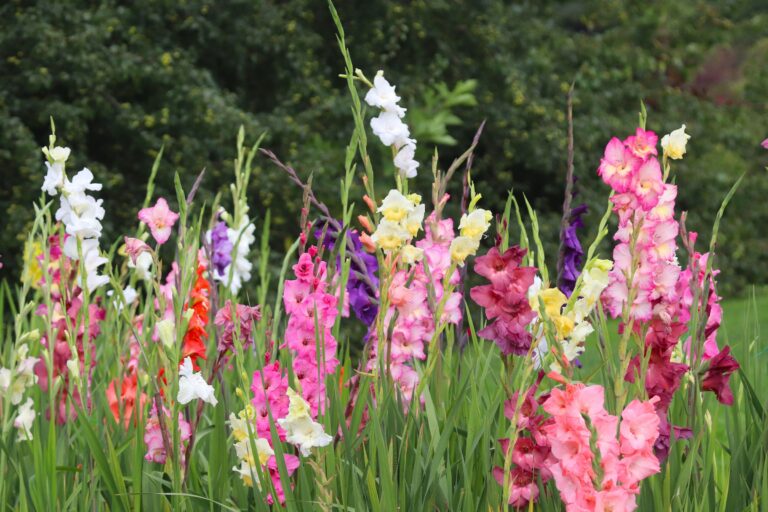 Aedgladiool (Gladiolus xhortulanus)