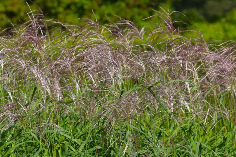 Amuuri siidpööris (Miscanthus sacchariflorus)