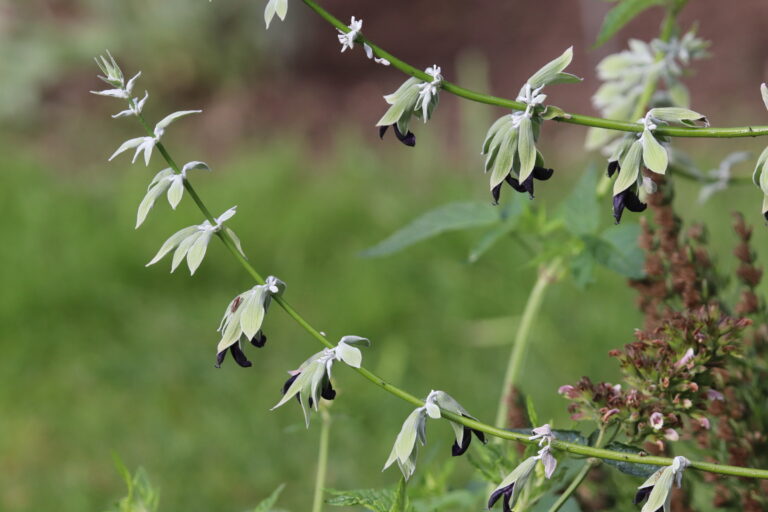 Ananassilõhnaline salvei (Salvia discolor)