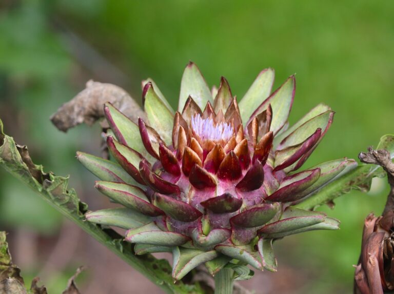 Hispaania artišok (Cynara cardunculus)
