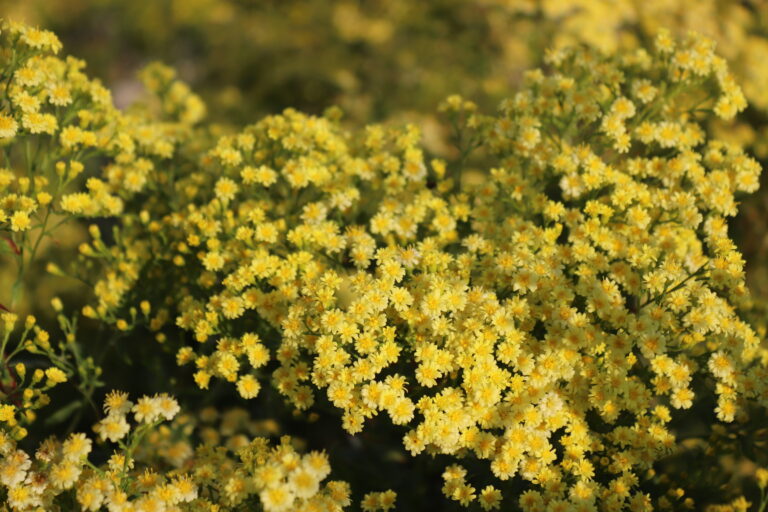 Kuldvits (Solidago) 'Strahlenkrone'