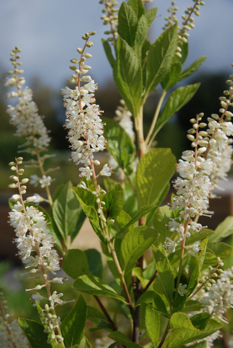 Lepalehine kletra (Clethra alnifolia)